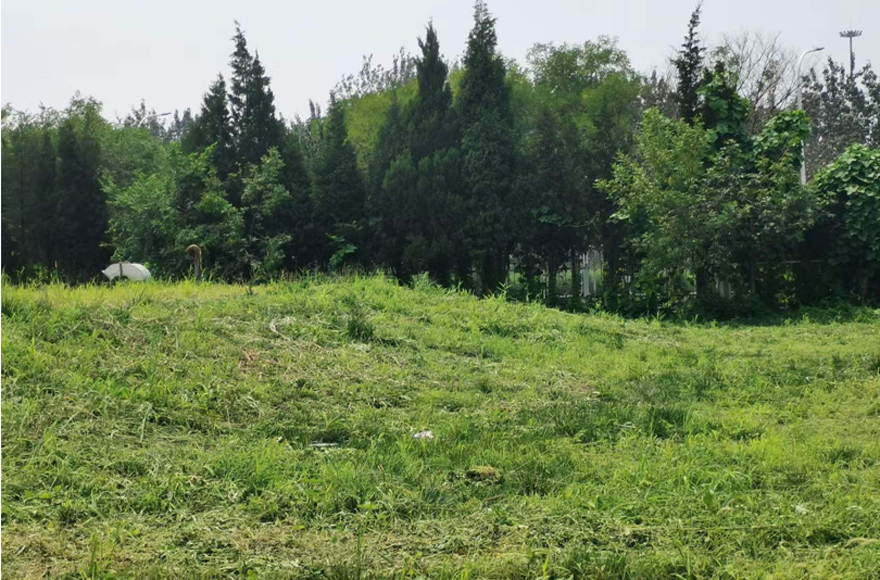 1694150277686261.jpg 除草3.jpg